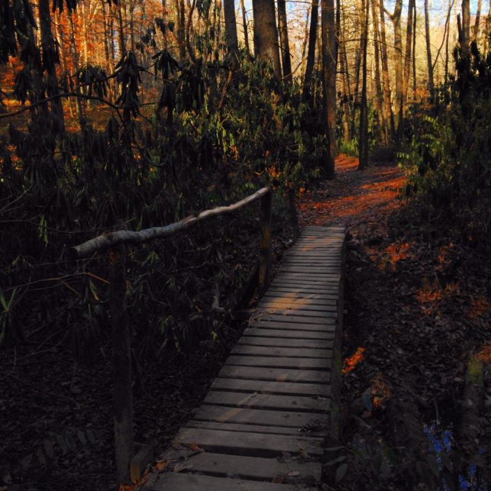 7 Great Disc Golf Courses Near Asheville Diamond Brand Outdoors
