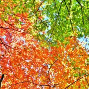 00-20161004 North Carolina Autumn Leaves