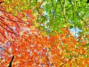 00-20161004 North Carolina Autumn Leaves