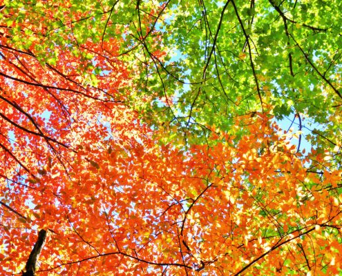 00-20161004 North Carolina Autumn Leaves