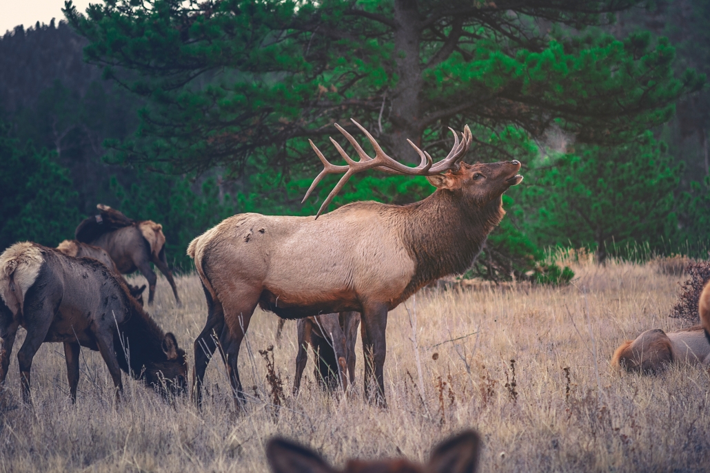 male elk in a field surrounded by female elk
