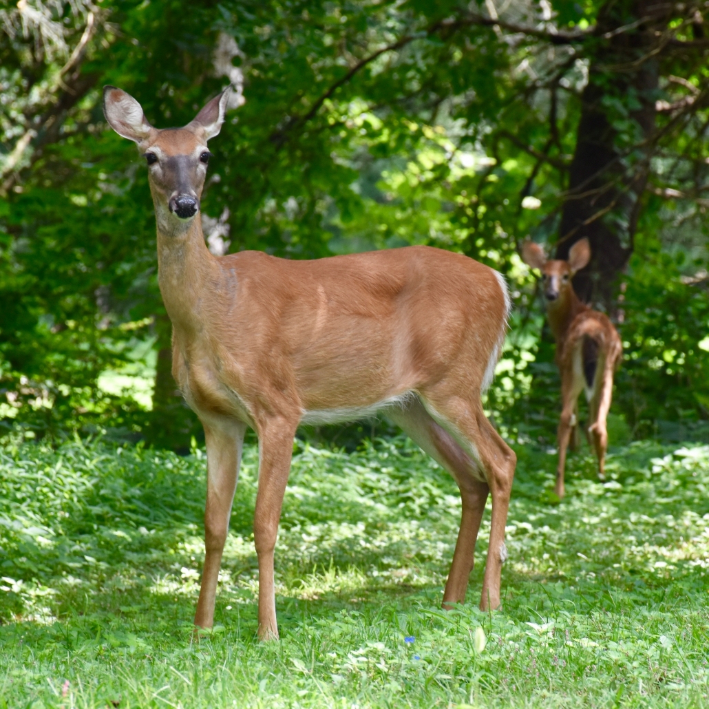 Mother deer and fawn standing in green grass